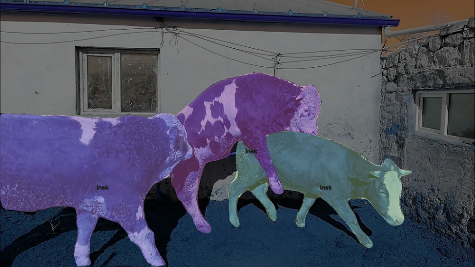 yapay zeka inek kızgınlık takibi